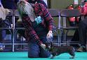 Crufts_dachshunds 827